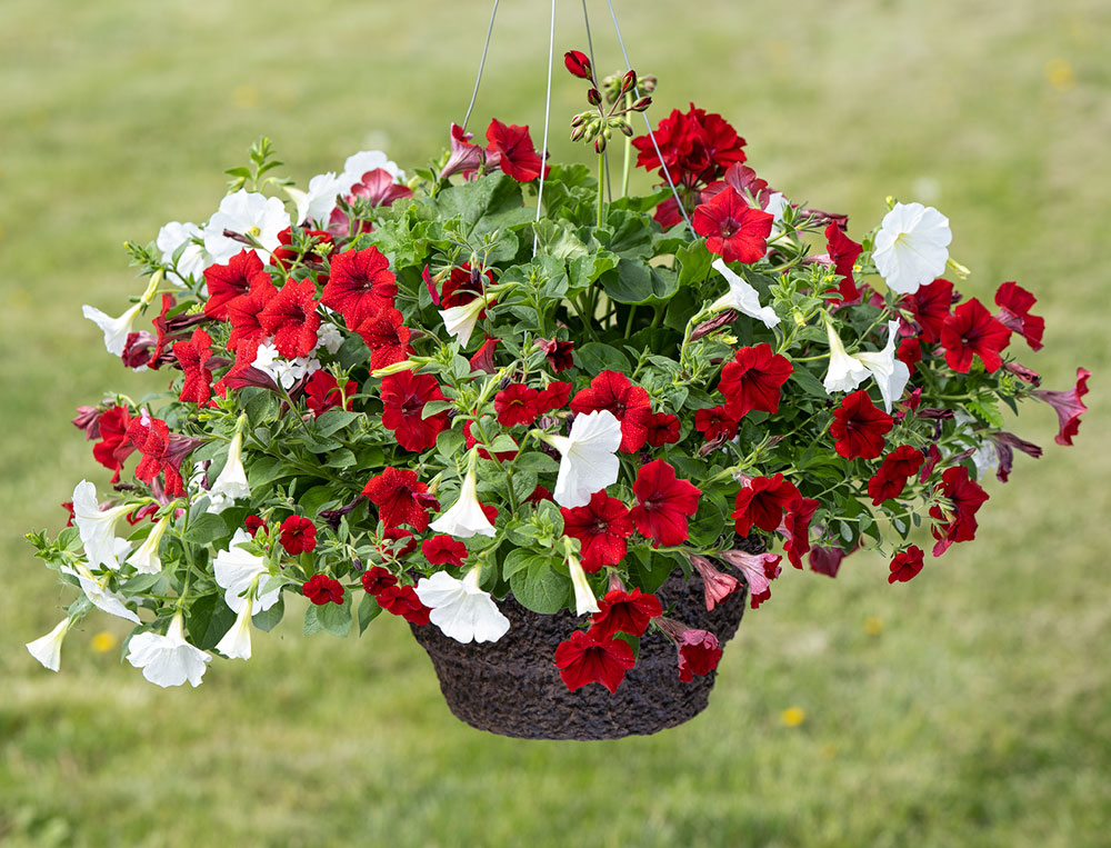 Specialty Flower Baskets | Witten Farm Market | Witten Farm Market