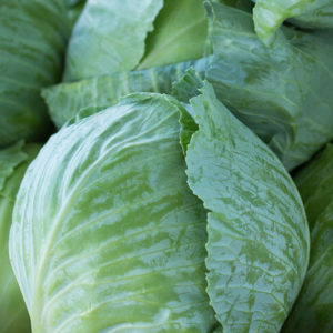 Witten Farm Market Cabbage