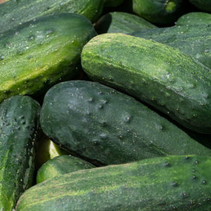 Witten Farm Market Pickling Cucumbers