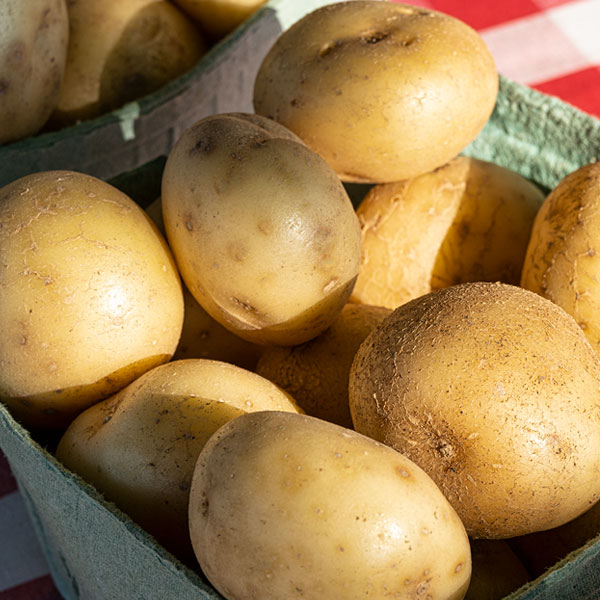 Witten Farm Market White Potatoes