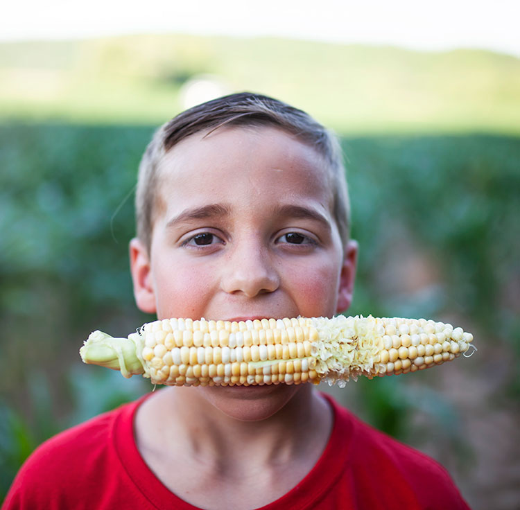 Boy eating ear of sweet corn