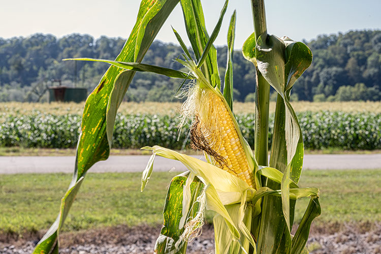 Ear of sweet corn in field