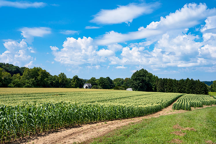 Witten Corn Field