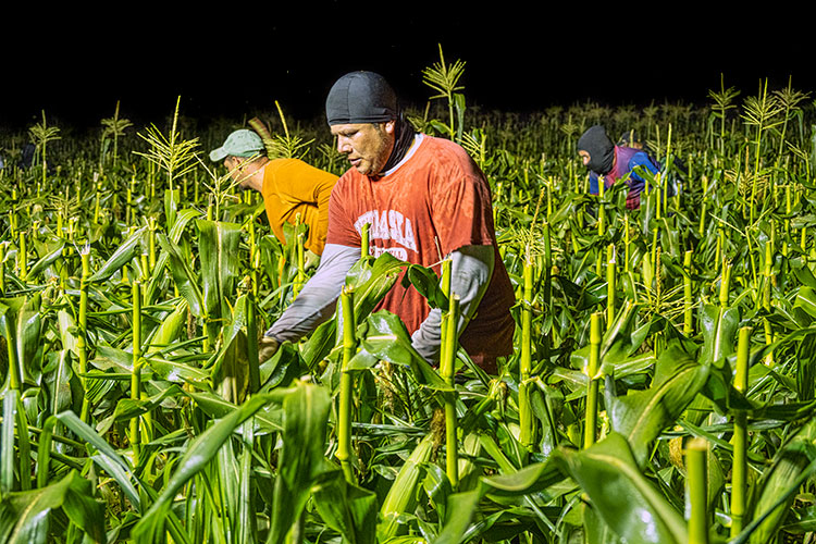 Picking sweet corn by hand at night