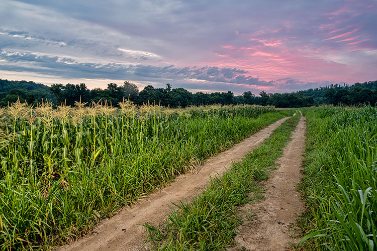 Witten Farm Market corn field at sunrise