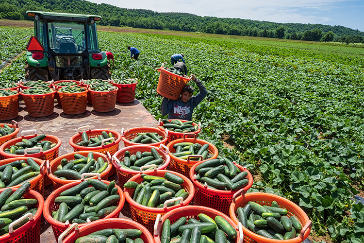 Picking cucumbers Witten Farm Market