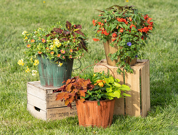 Witten Potted Flower Containers