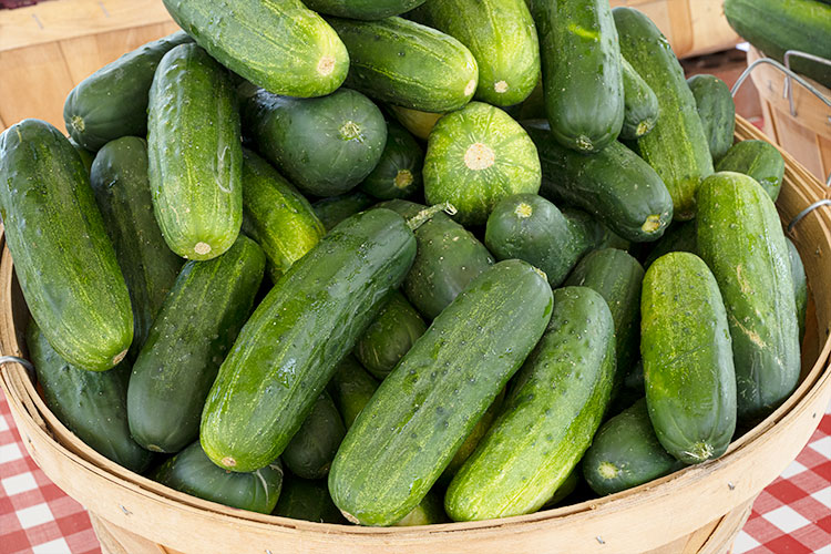 Witten Farm Market cucumbers